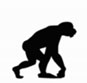 Evolution